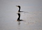 Aalscholver (Great Cormoran) (Phalacrocorax carbo) - Ogii Nuur 14-08-2016 (1b)